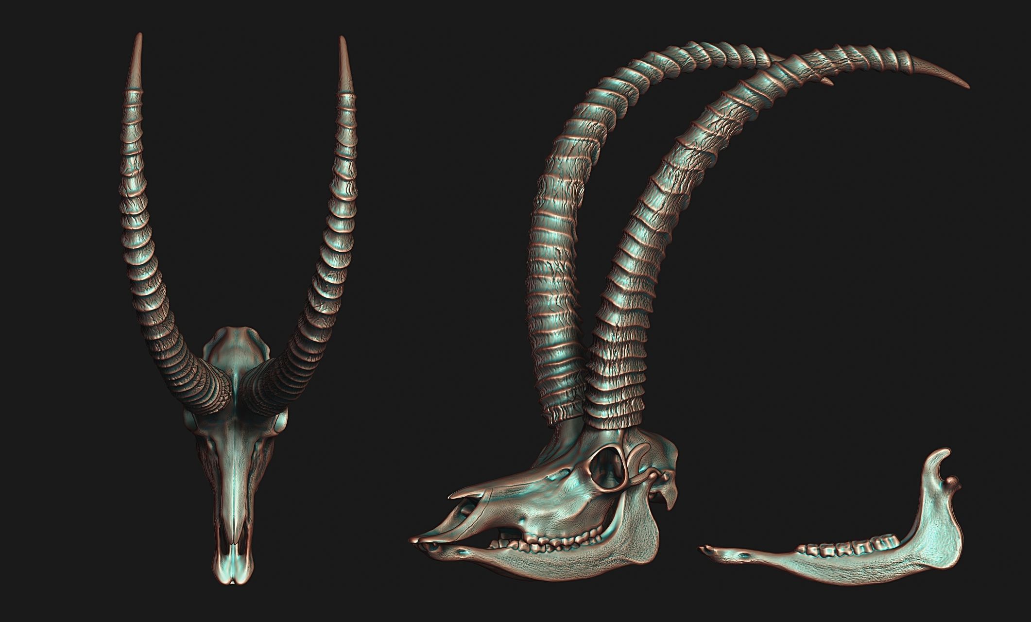 Sable Antelope - Hippotragus niger Skull 3D print model_8