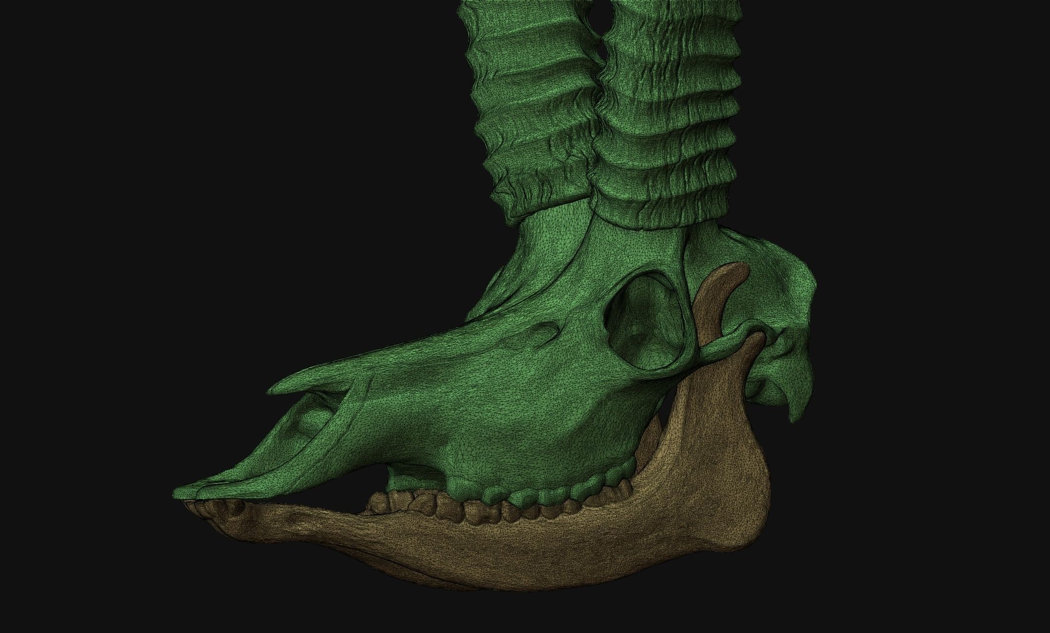 Sable Antelope - Hippotragus niger Skull 3D print model_16