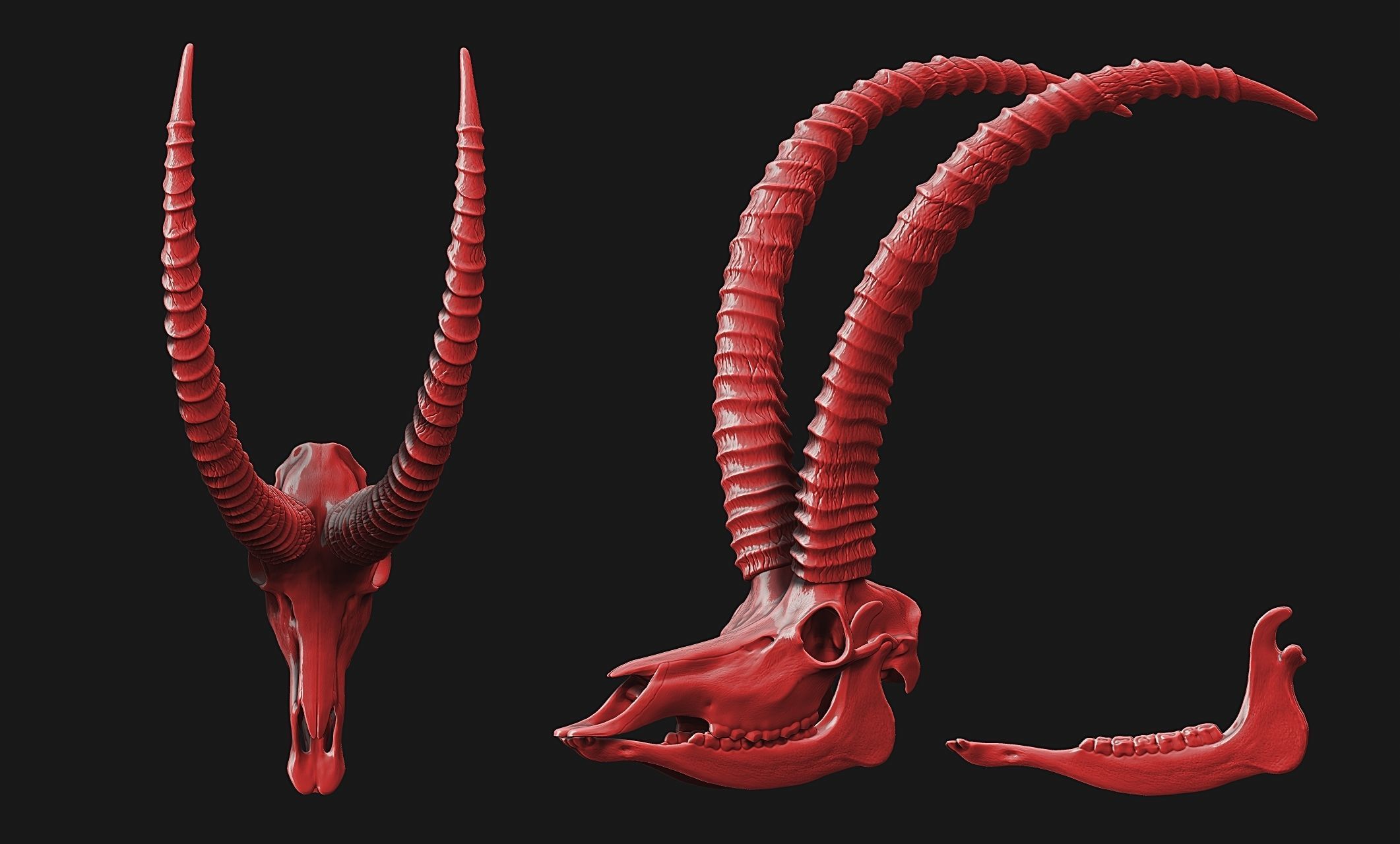 Sable Antelope - Hippotragus niger Skull 3D print model_15