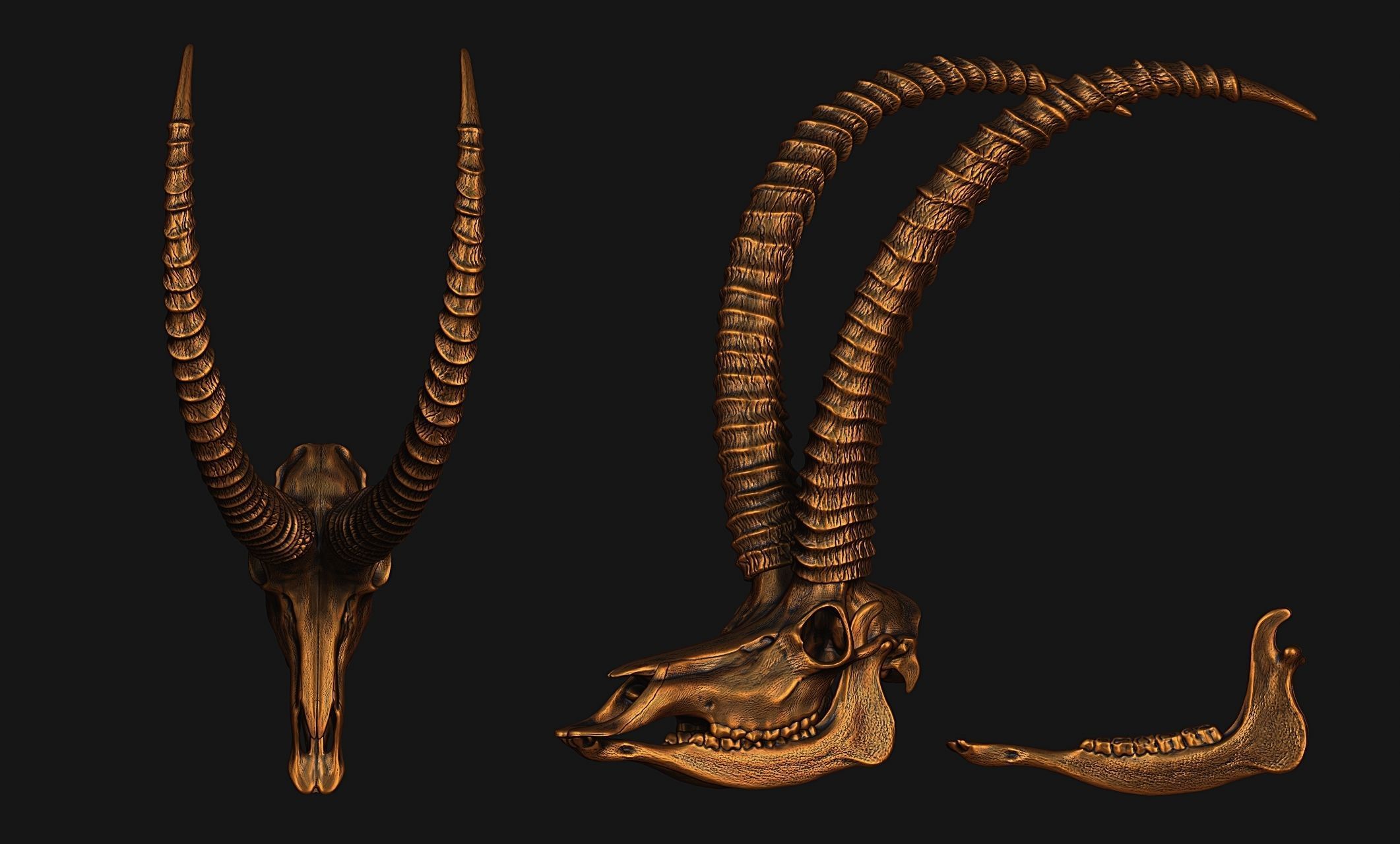 Sable Antelope - Hippotragus niger Skull 3D print model_21