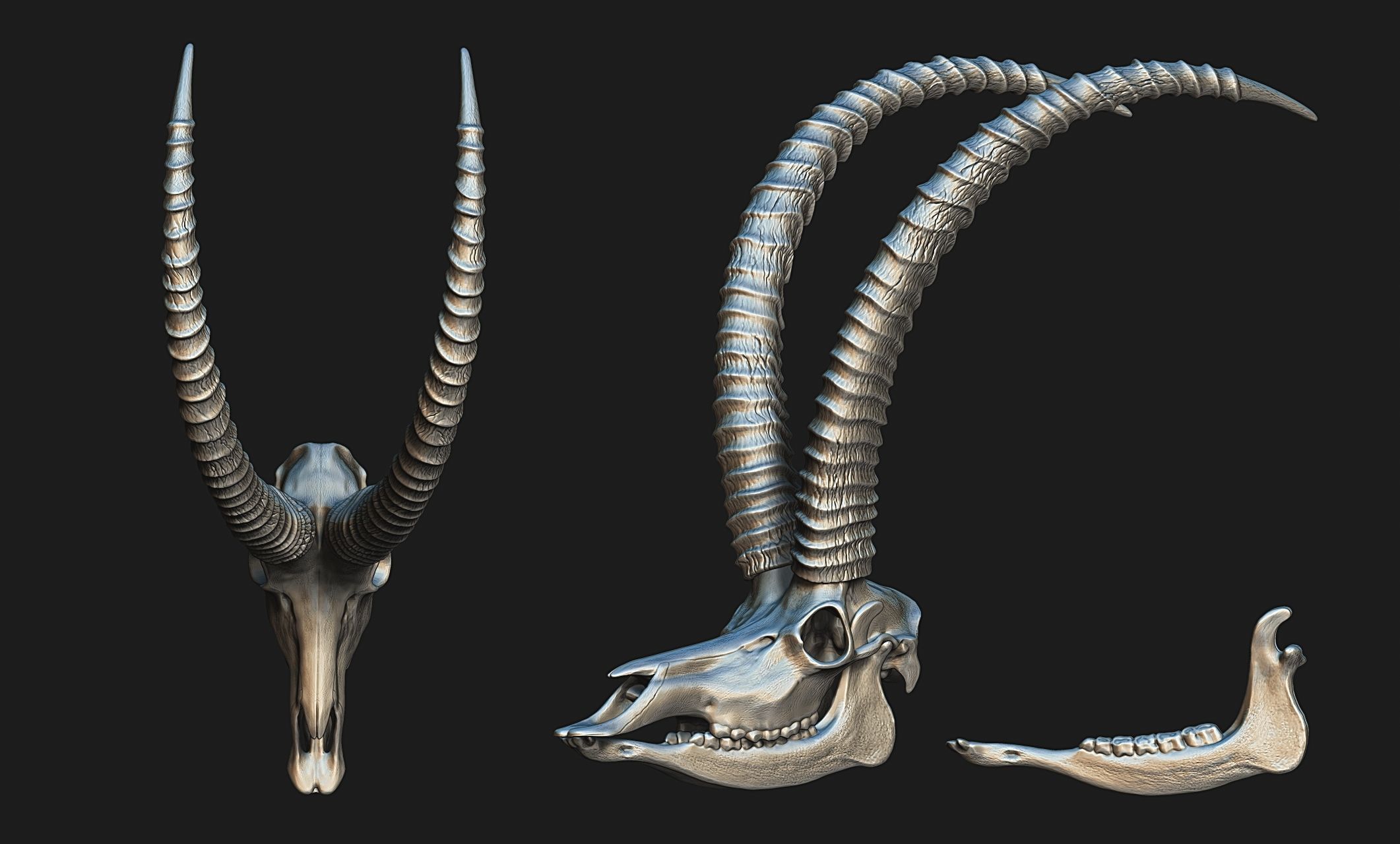 Sable Antelope - Hippotragus niger Skull 3D print model_18