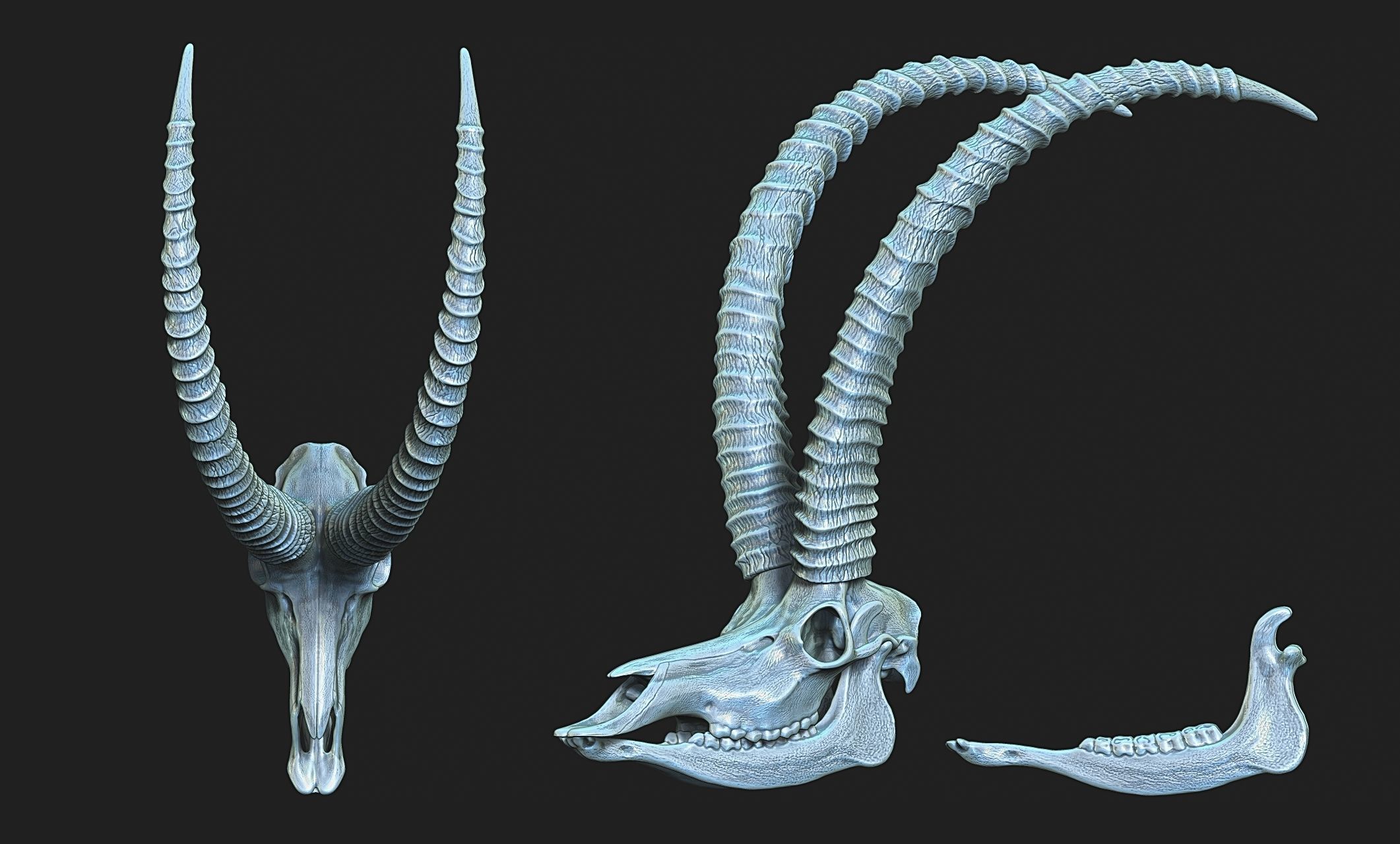 Sable Antelope - Hippotragus niger Skull 3D print model_5