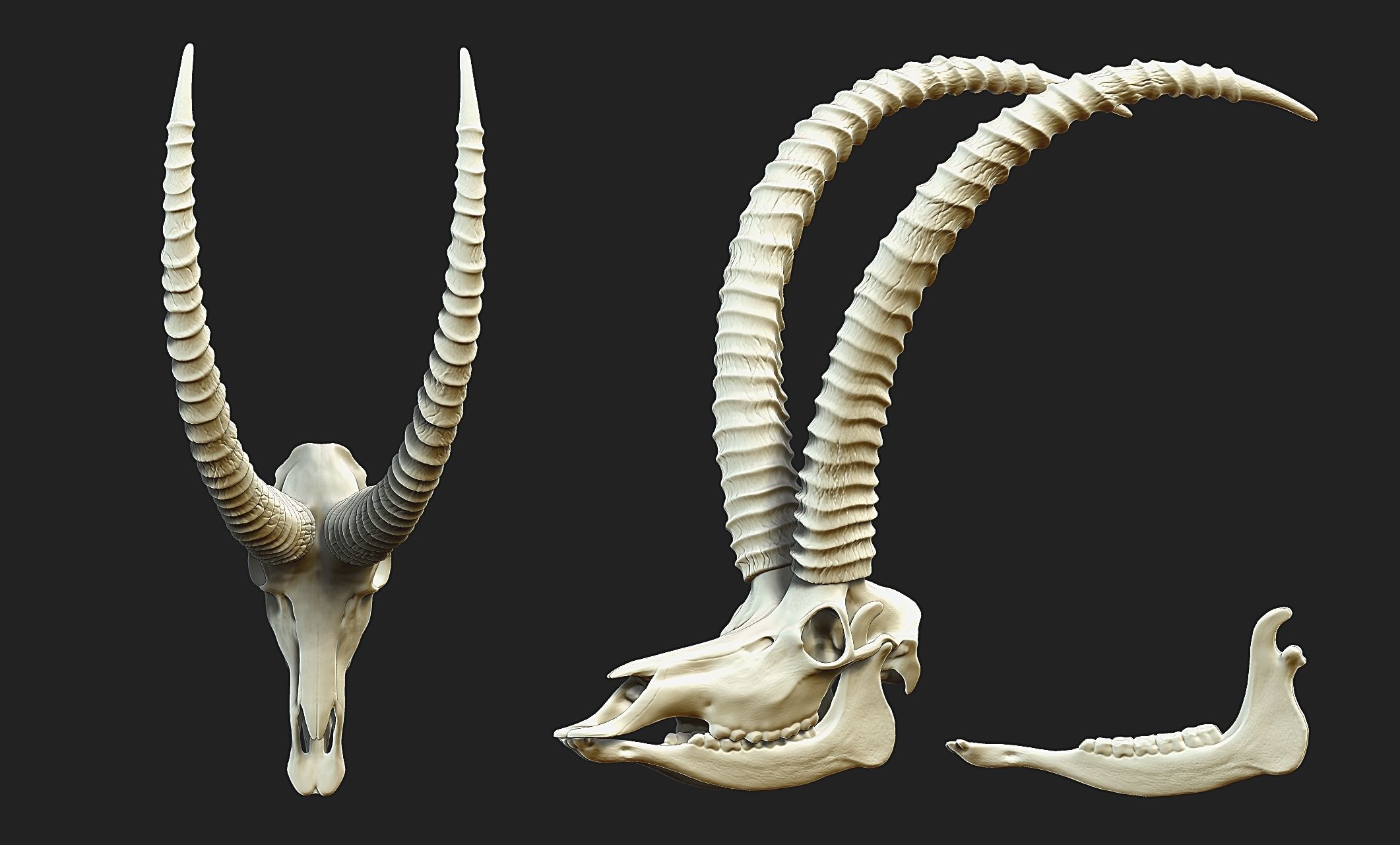 Sable Antelope - Hippotragus niger Skull 3D print model_4