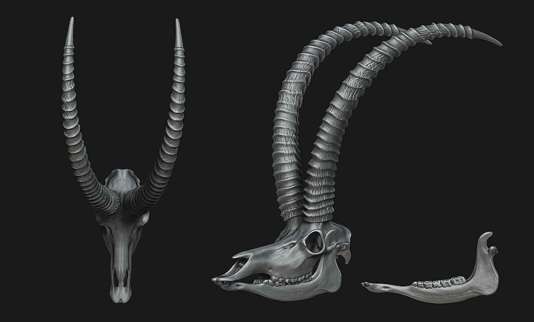 Sable Antelope - Hippotragus niger Skull 3D print model_10