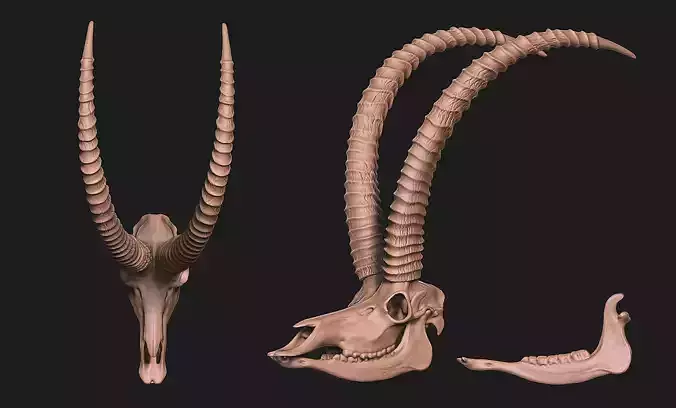 Sable Antelope - Hippotragus niger Skull 3D print model