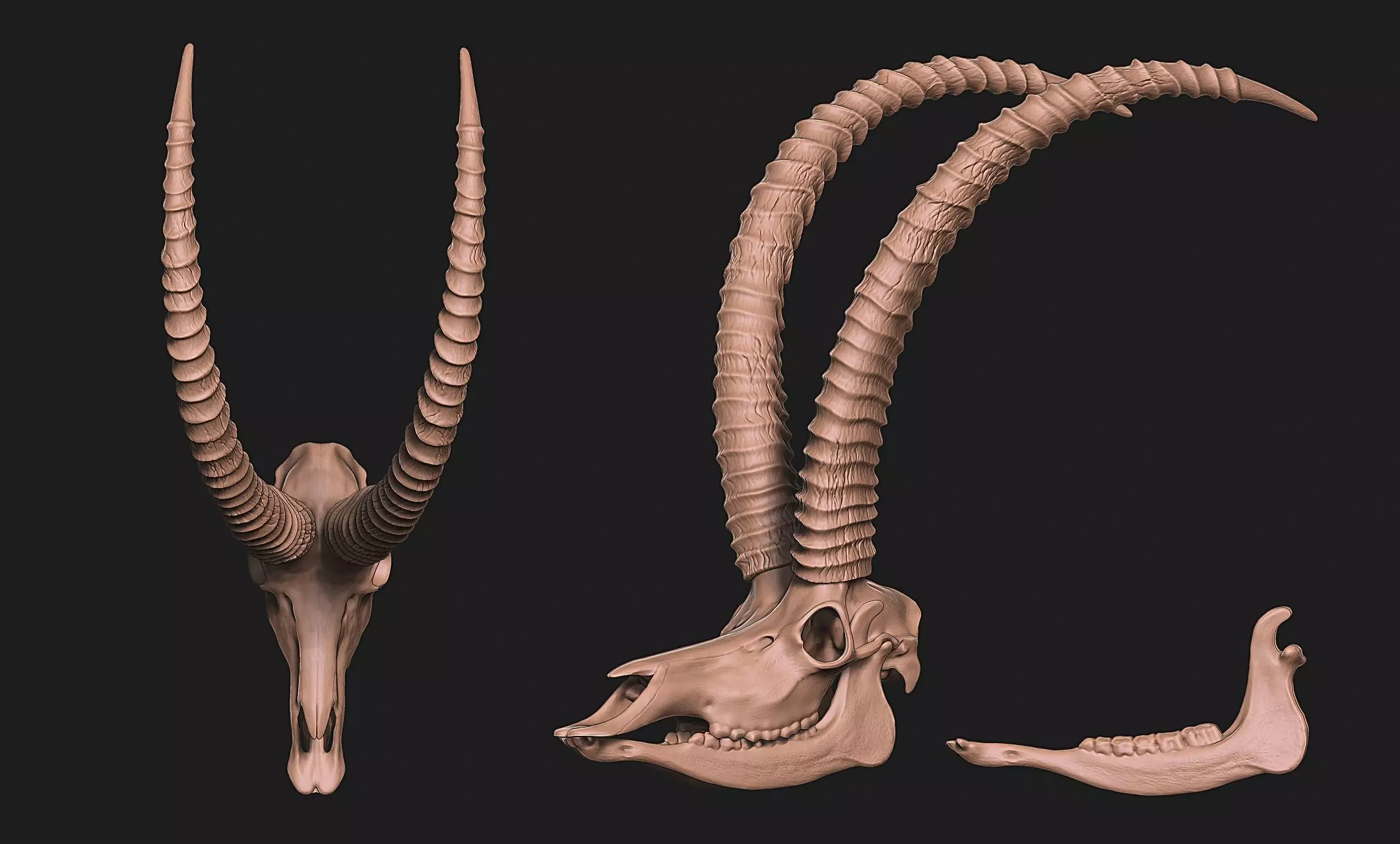 Sable Antelope - Hippotragus niger Skull 3D print model_0