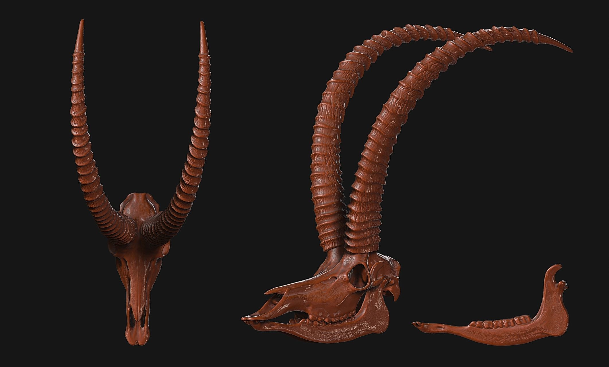 Sable Antelope - Hippotragus niger Skull 3D print model_13