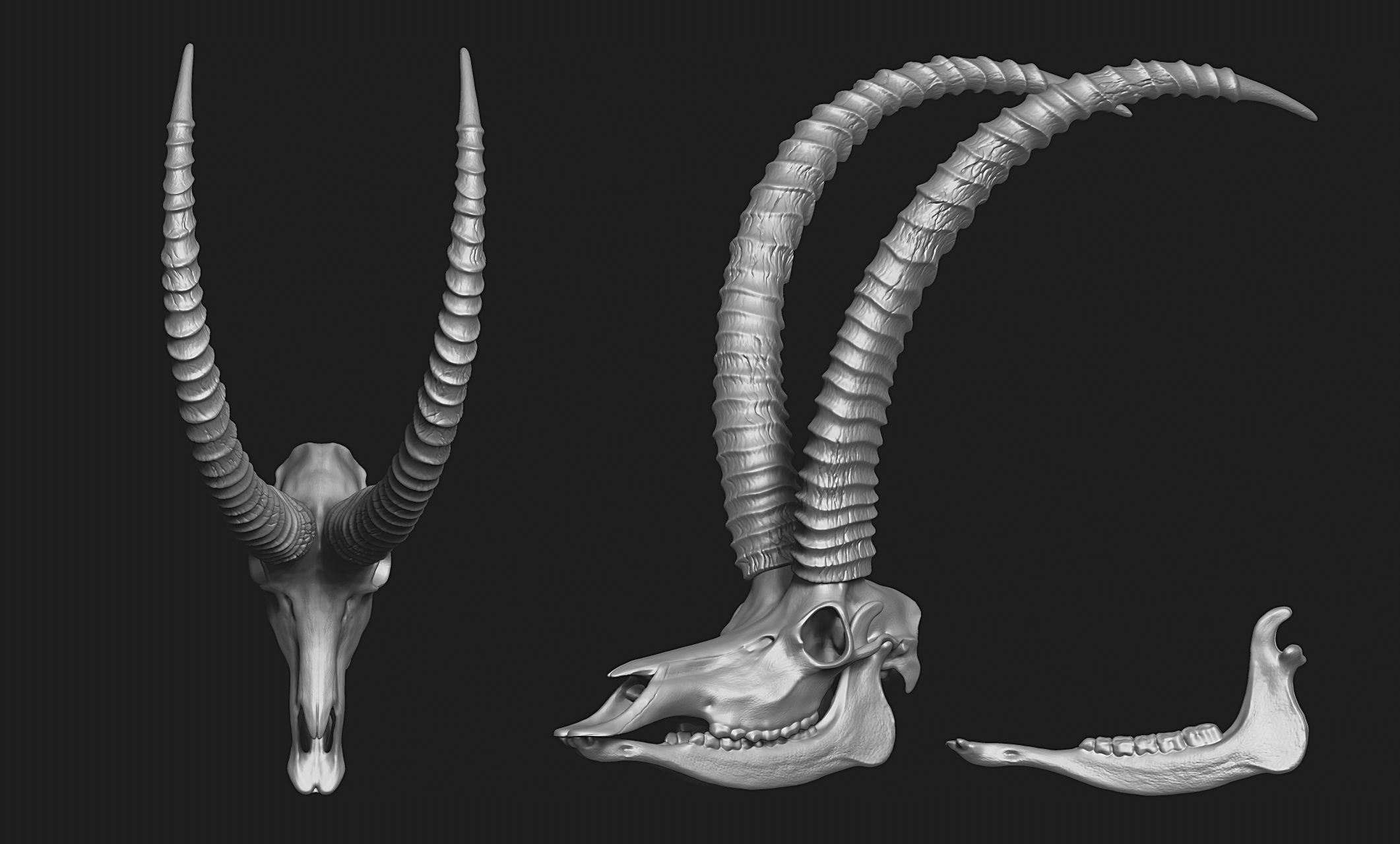 Sable Antelope - Hippotragus niger Skull 3D print model_2