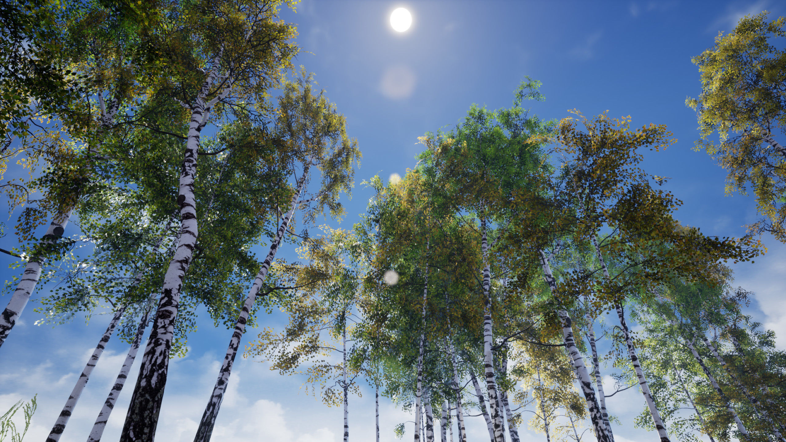 Birch-Tree Grove - low poly Low-poly 3D model_10