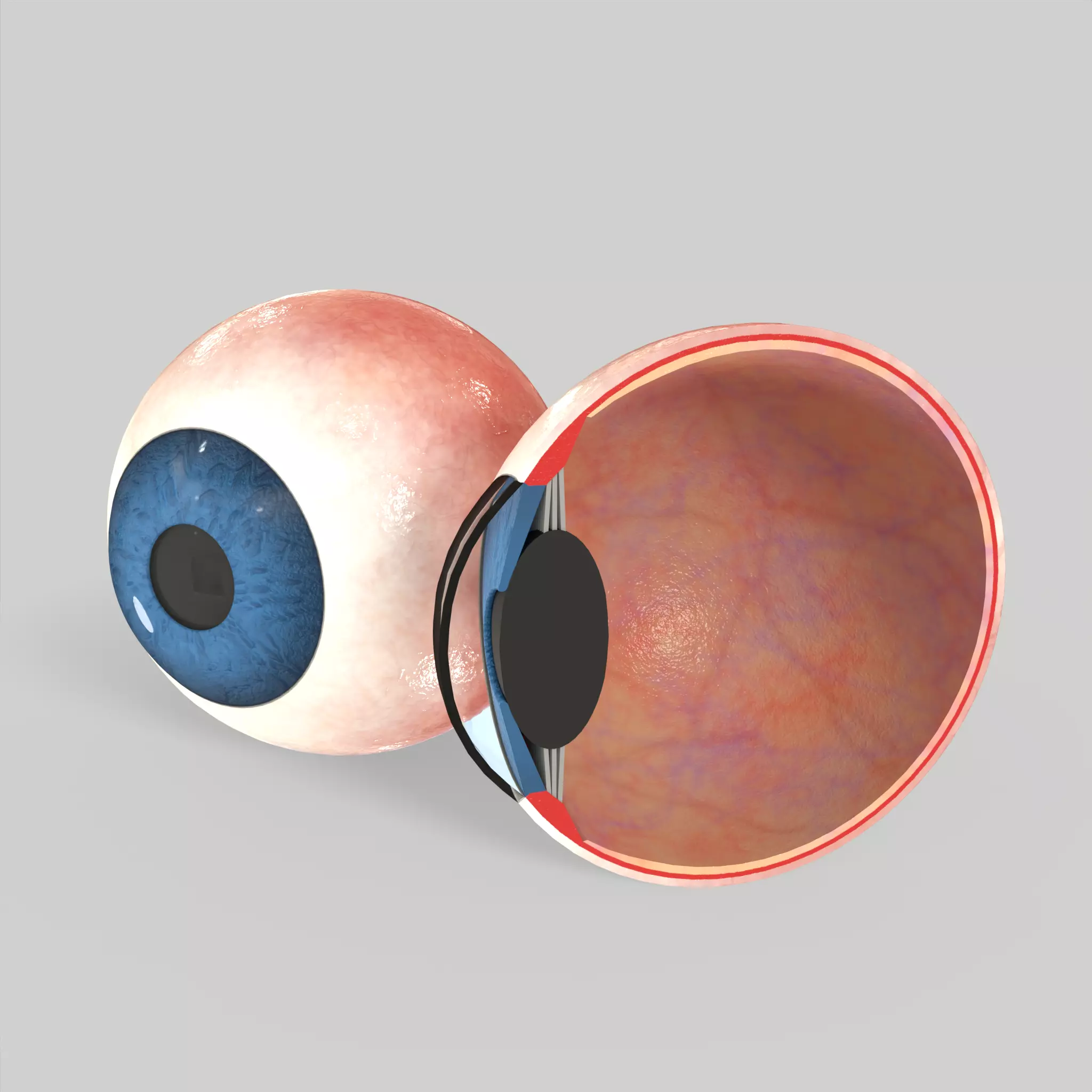 Eye Human Anatomy Section Low-poly 3D model_0