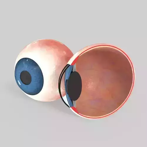 Eye Human Anatomy Section Low-poly 3D model