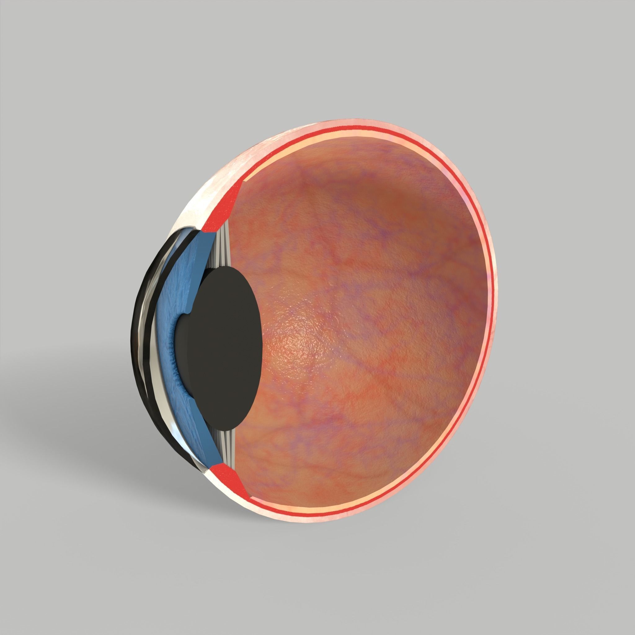 Eye Human Anatomy Section Low-poly 3D model_7