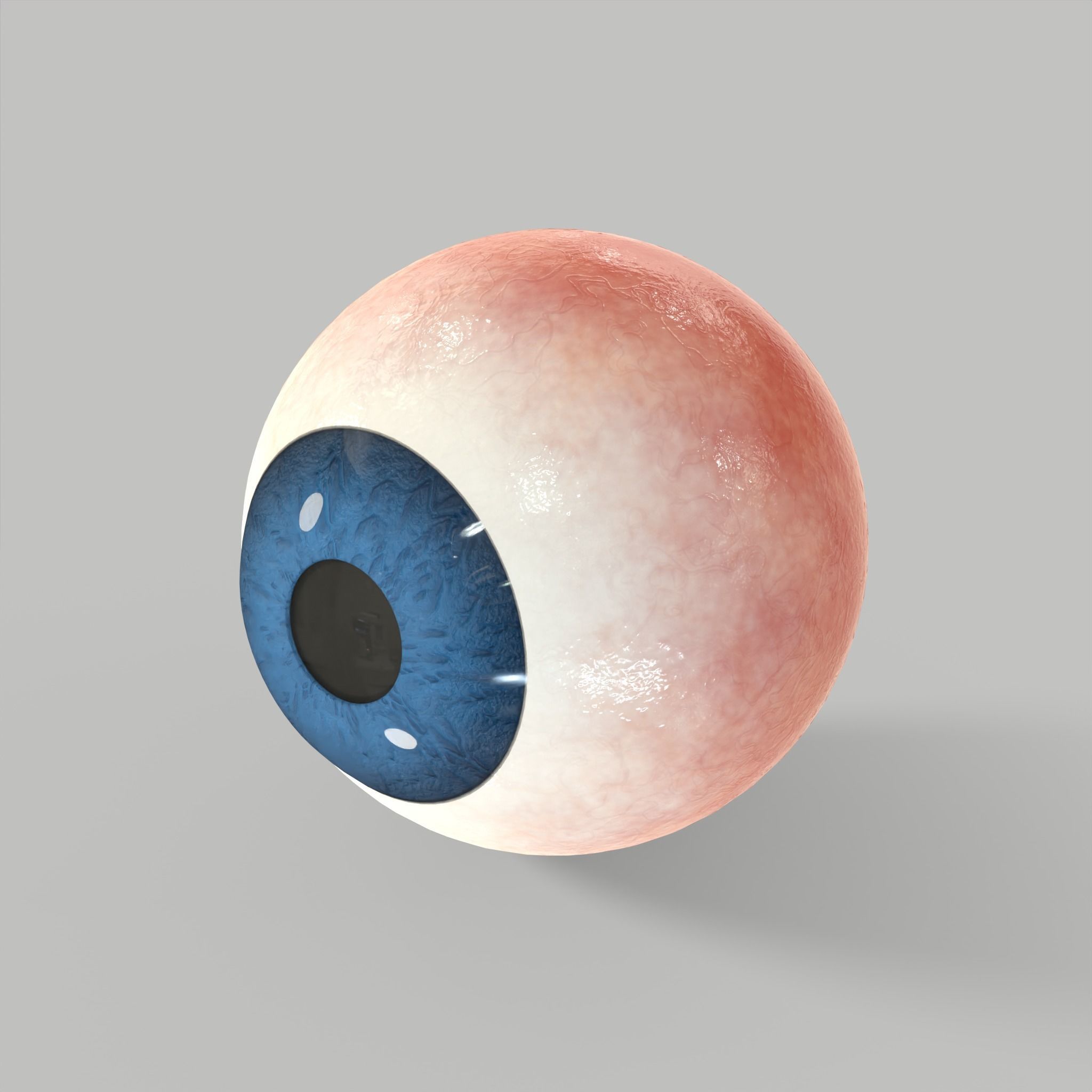 Eye Human Anatomy Section Low-poly 3D model_2