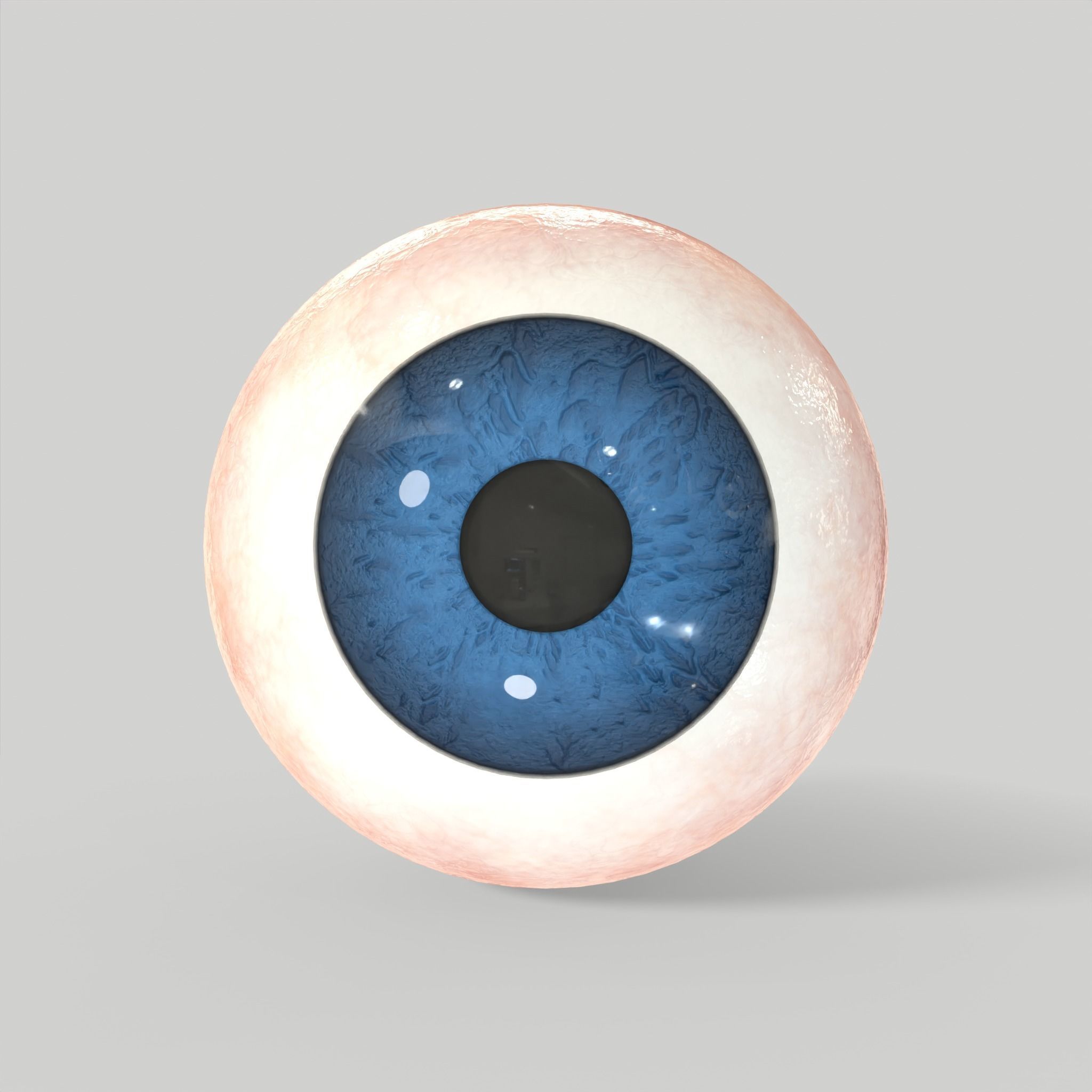 Eye Human Anatomy Section Low-poly 3D model_4
