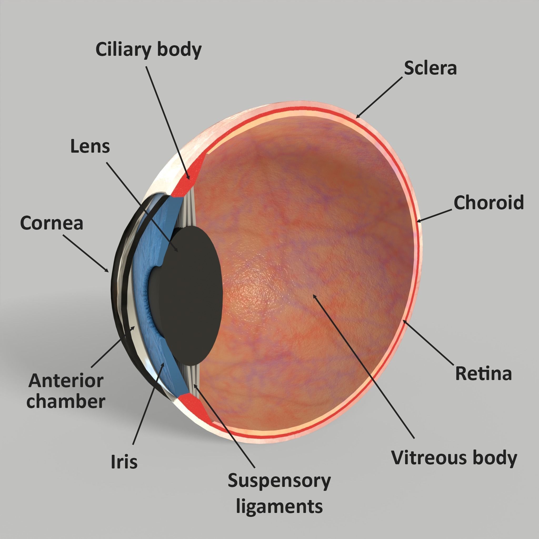 Eye Human Anatomy Section Low-poly 3D model_3