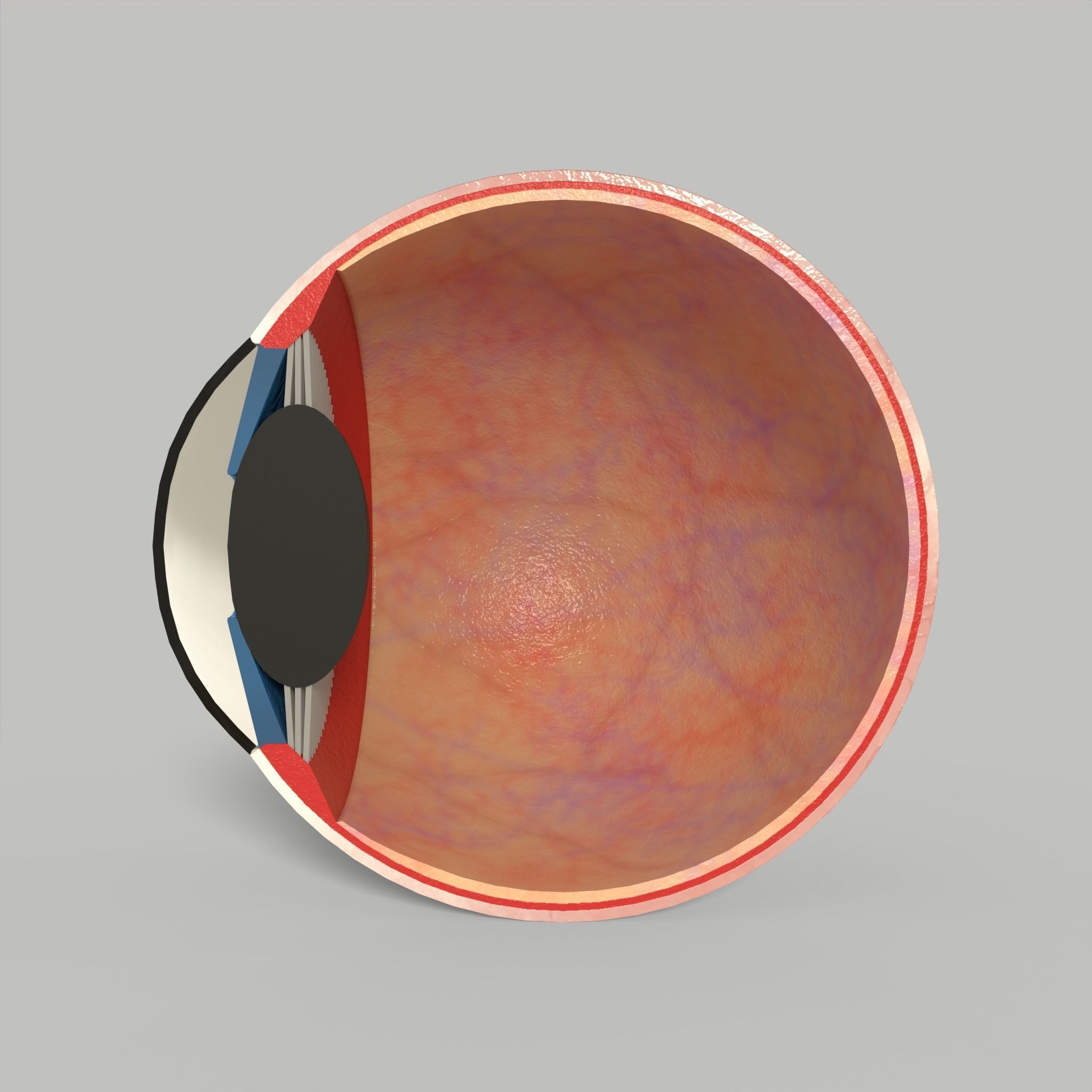 Eye Human Anatomy Section Low-poly 3D model_6