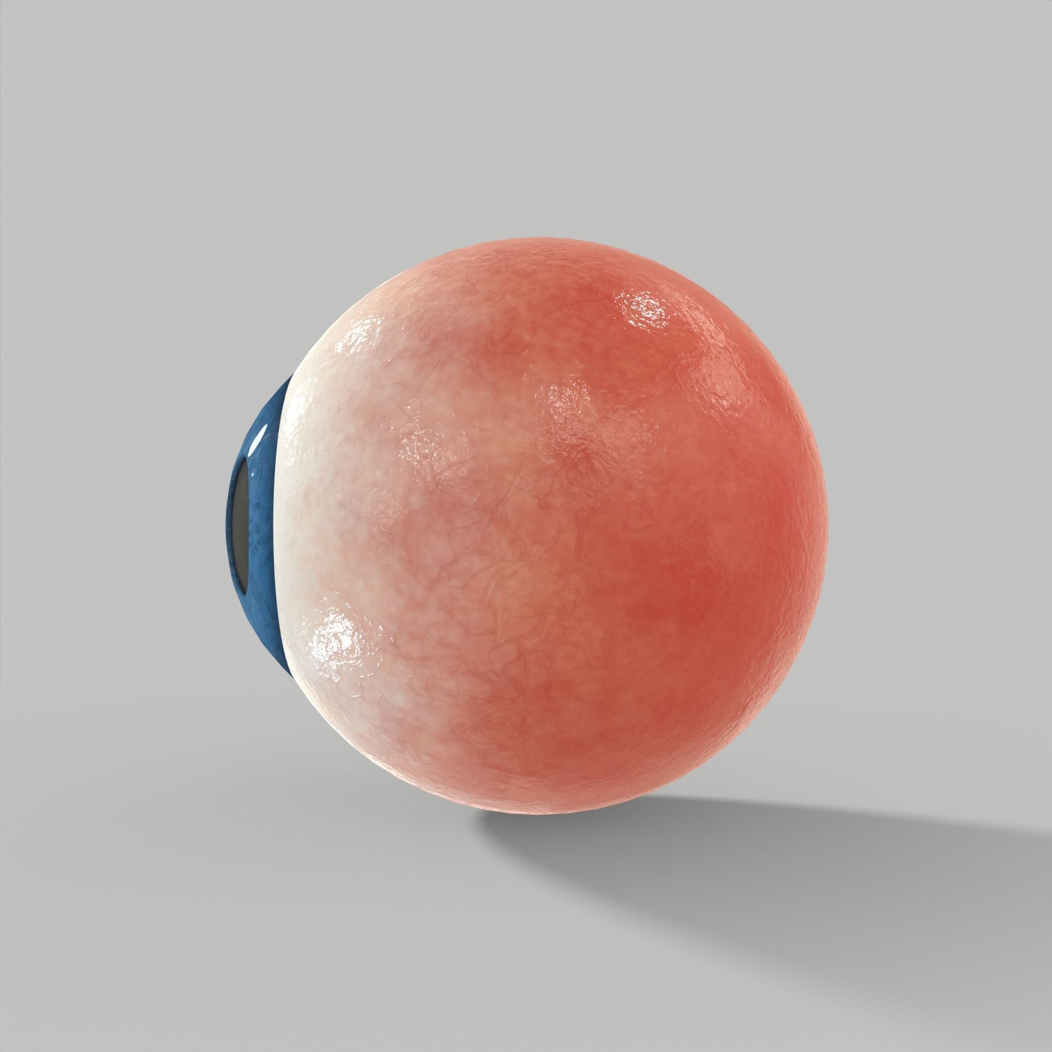 Eye Human Anatomy Section Low-poly 3D model_5