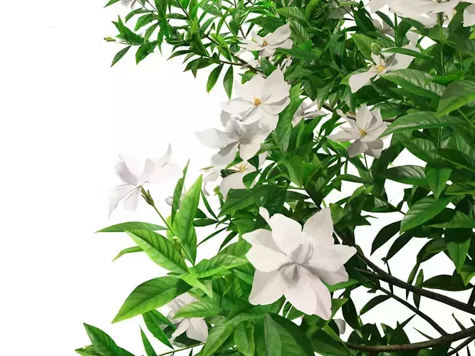 Gardenia jasminoides - Cape Jasmine