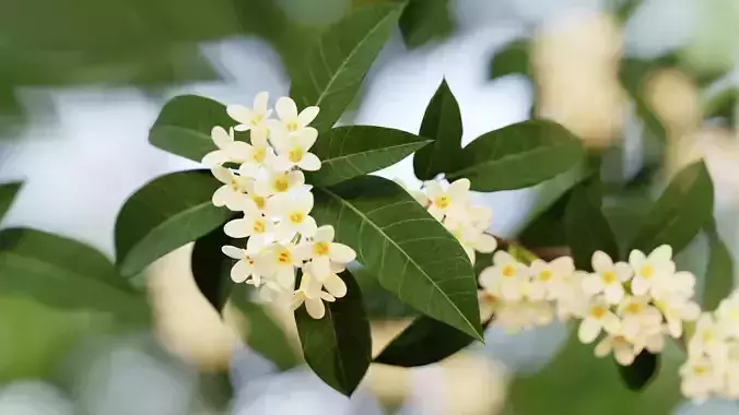 Osmanthus low poly 3D model