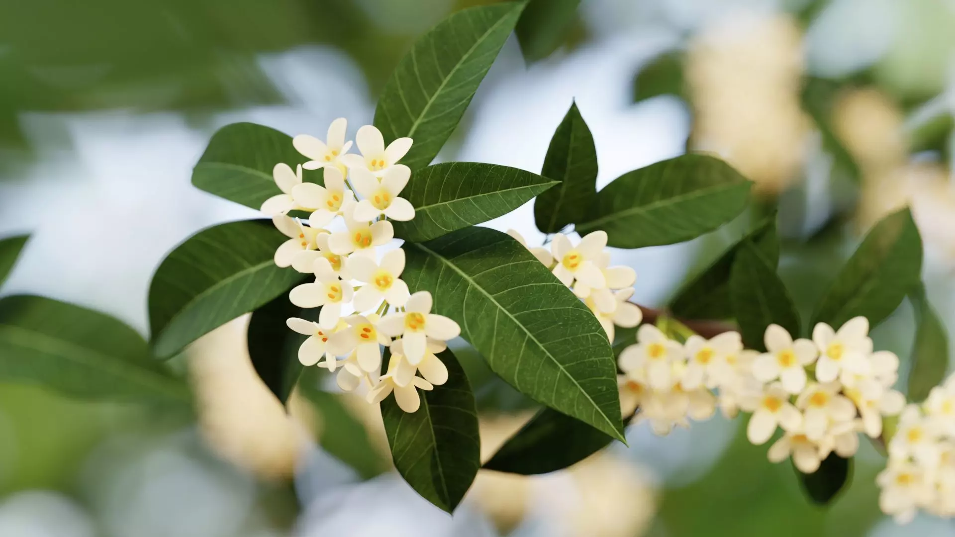 Osmanthus low poly 3D model Low-poly 3D model_0