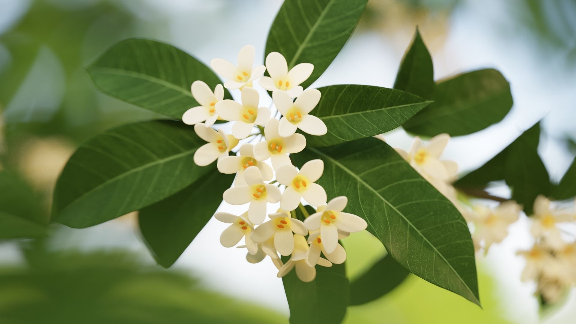 Osmanthus low poly 3D model Low-poly 3D model_1