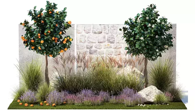 Garden with tangerine trees and lavender bushes 1395
