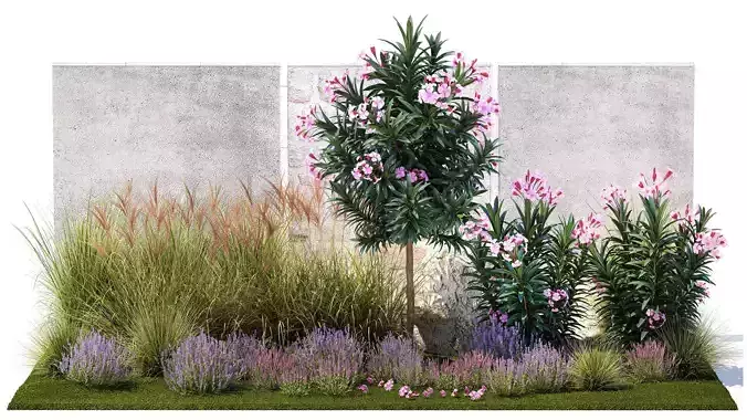 Garden of pink Nerium oleander and lavender bushes 1396