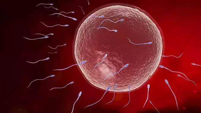 Sperm eggs fertilization  medical treatment