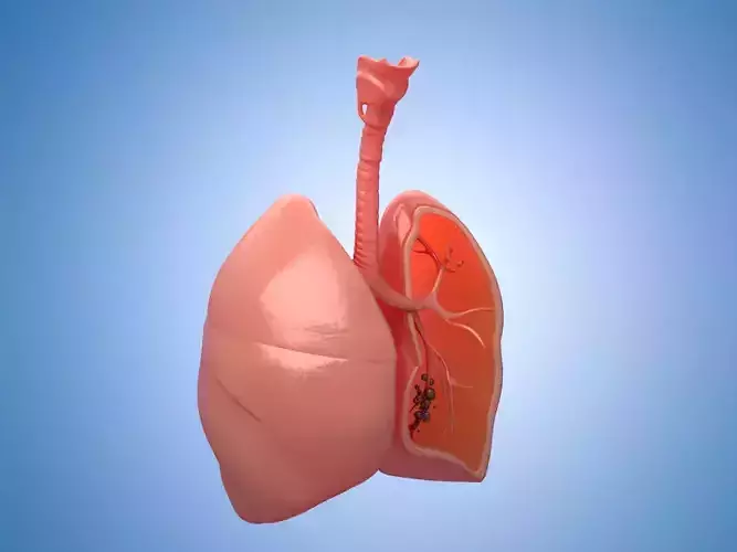 Medicine human lungs organs anatomy respiratory system