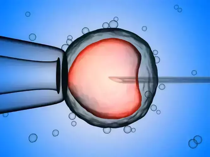 Artificial insemination in vitro fertilization fertility 3D model