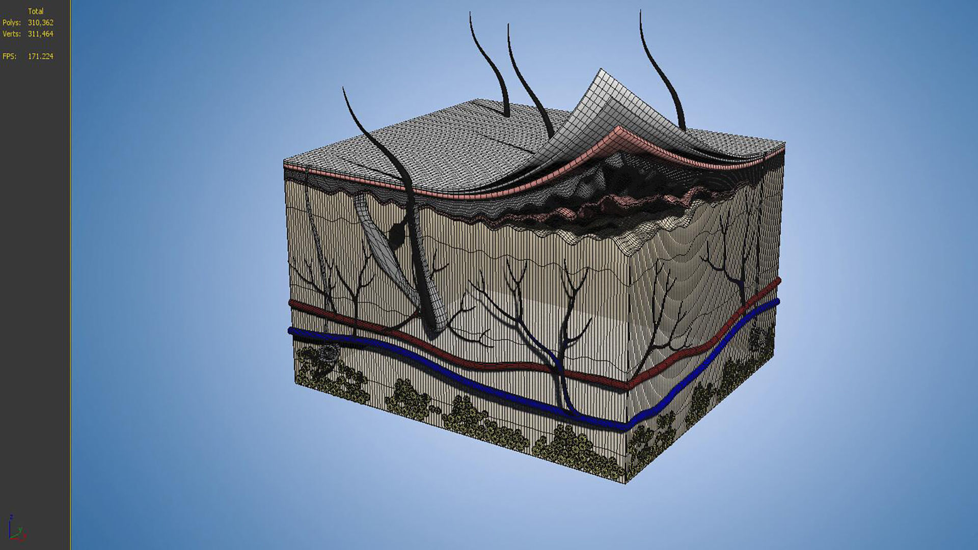 Skin Parts Anatomy cross sections  files include   max fbx obj 3D model_5