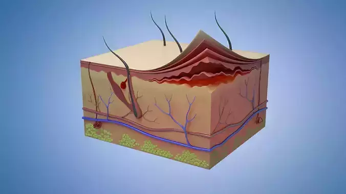 Skin Parts Anatomy cross sections  files include   max fbx obj 3D model