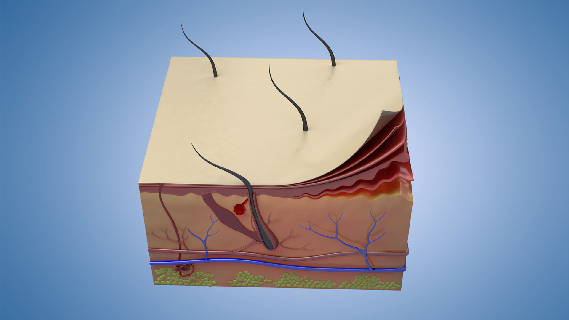 Skin Parts Anatomy cross sections  files include   max fbx obj 3D model_3