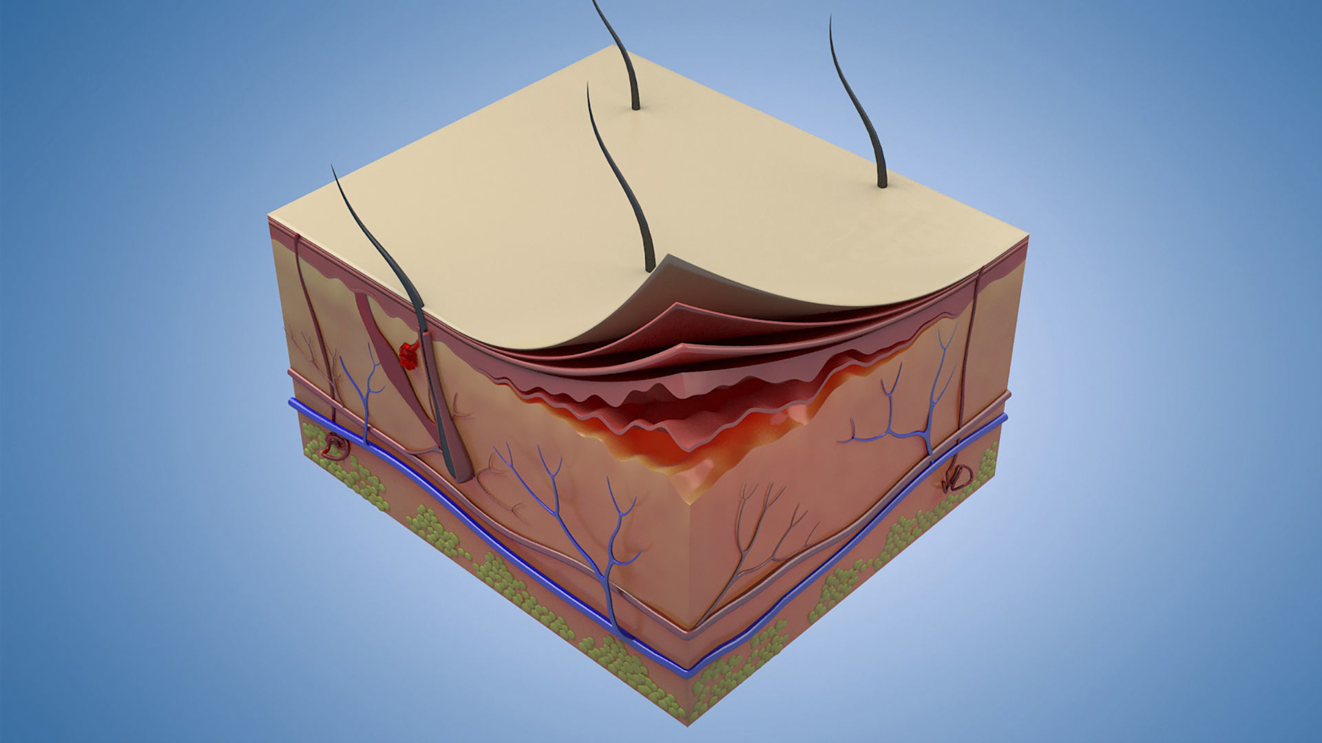 Skin Parts Anatomy cross sections  files include   max fbx obj 3D model_4