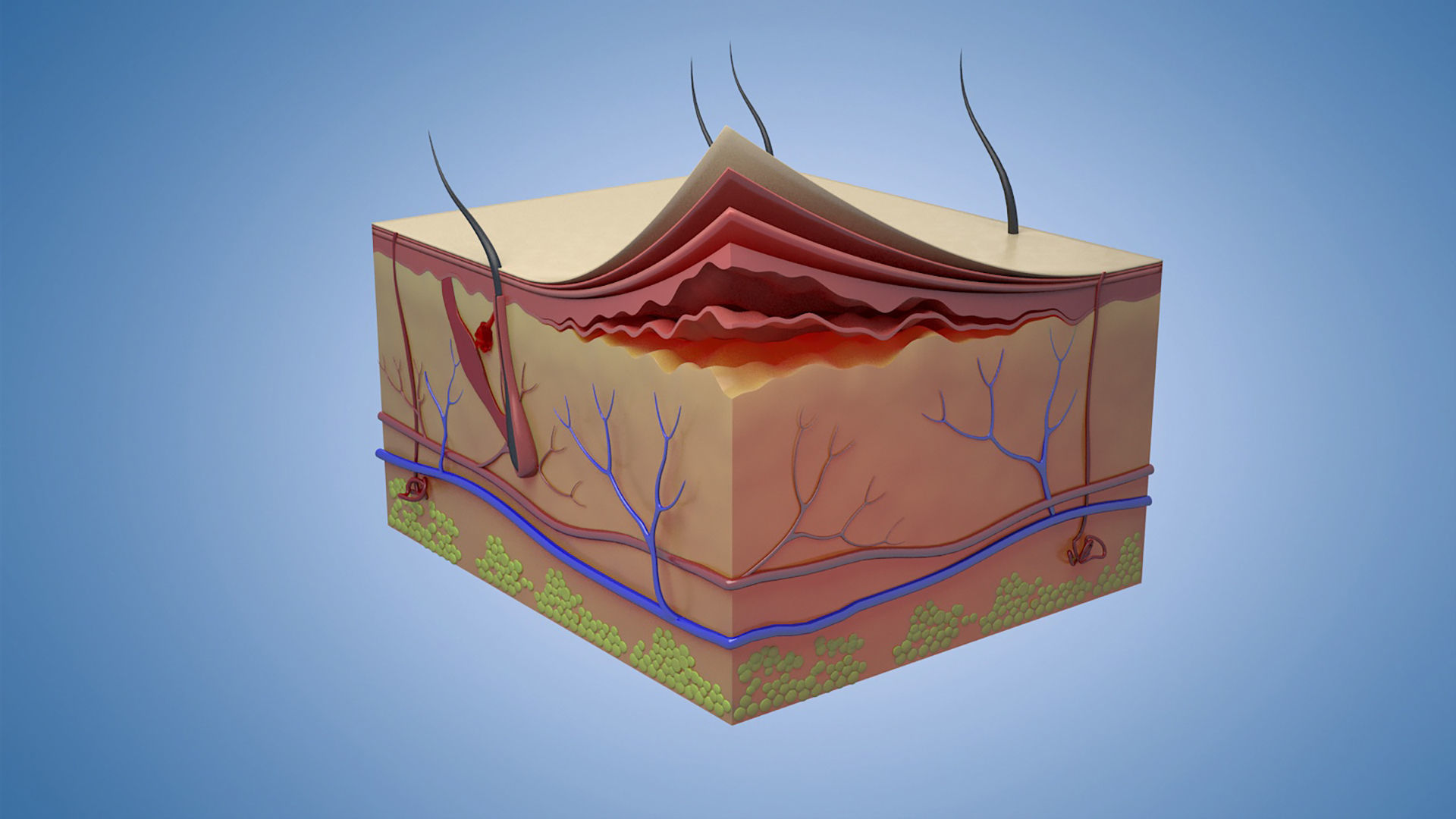 Skin Parts Anatomy cross sections  files include   max fbx obj 3D model_1