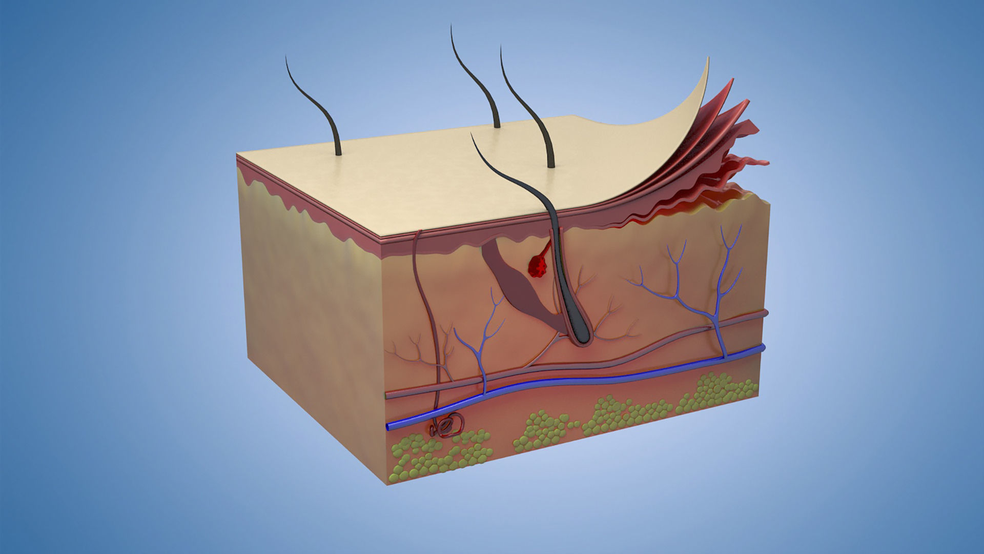Skin Parts Anatomy cross sections  files include   max fbx obj 3D model_2