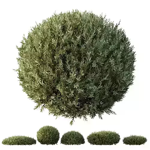 HQ Plants Montra Olive Bush Version3 3D model