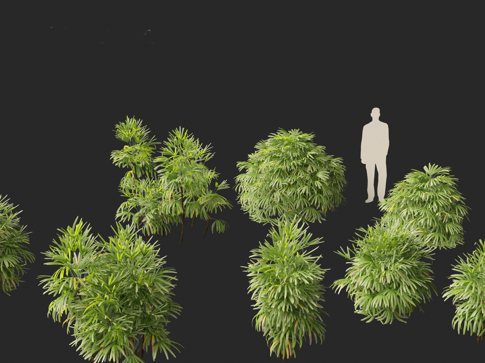 Rhapis excelsa - Lady palm 3D model_7