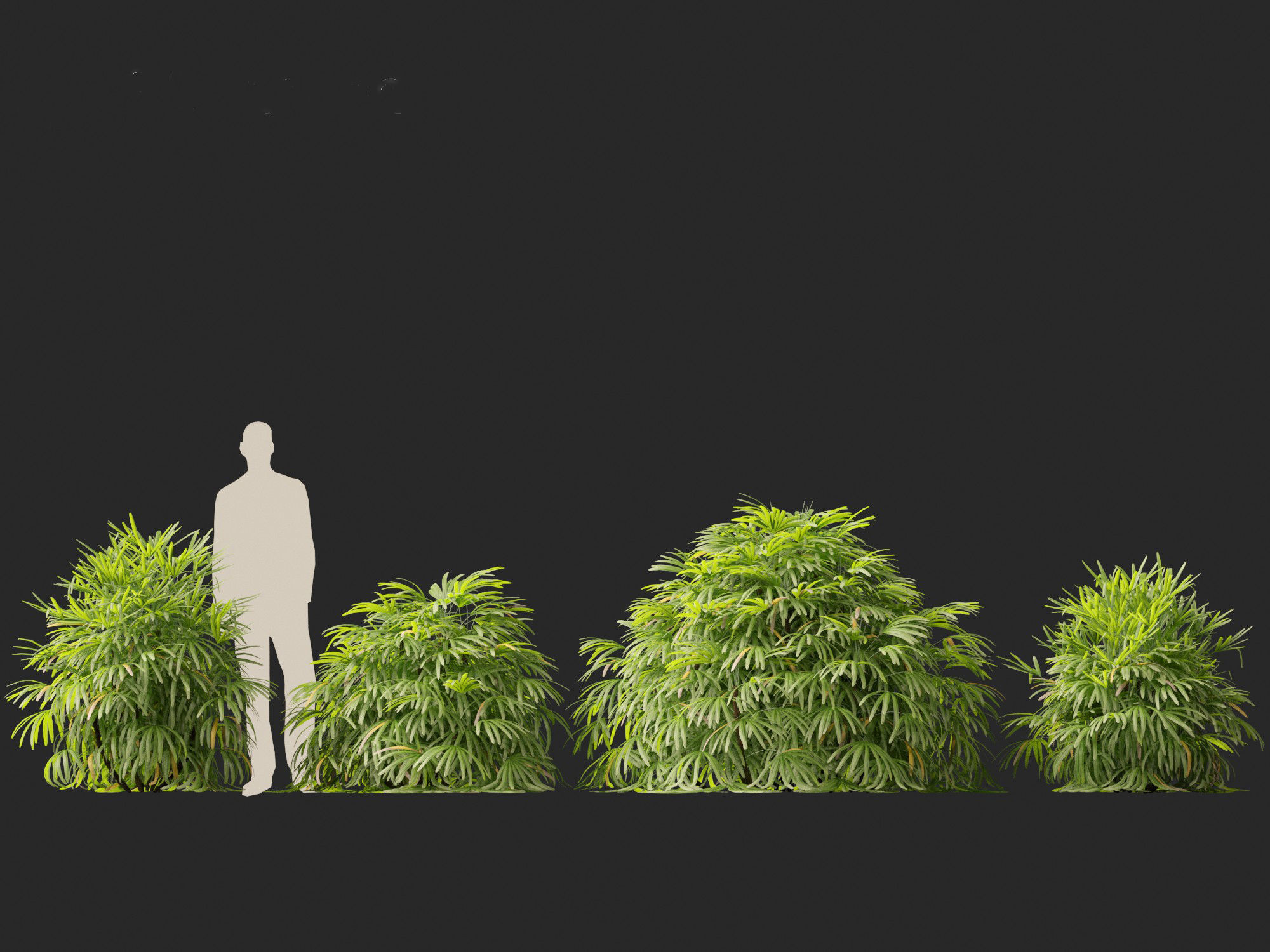 Rhapis excelsa - Lady palm 3D model_5