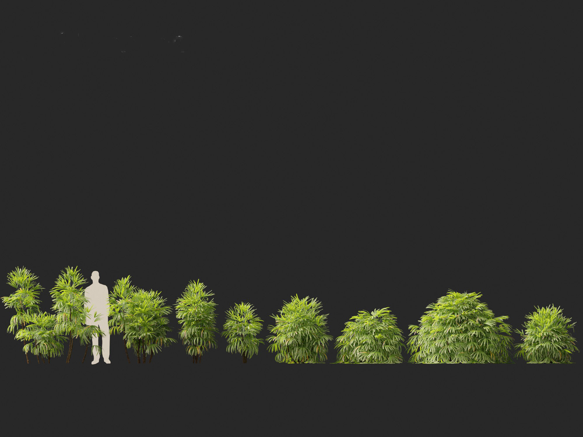 Rhapis excelsa - Lady palm 3D model_1