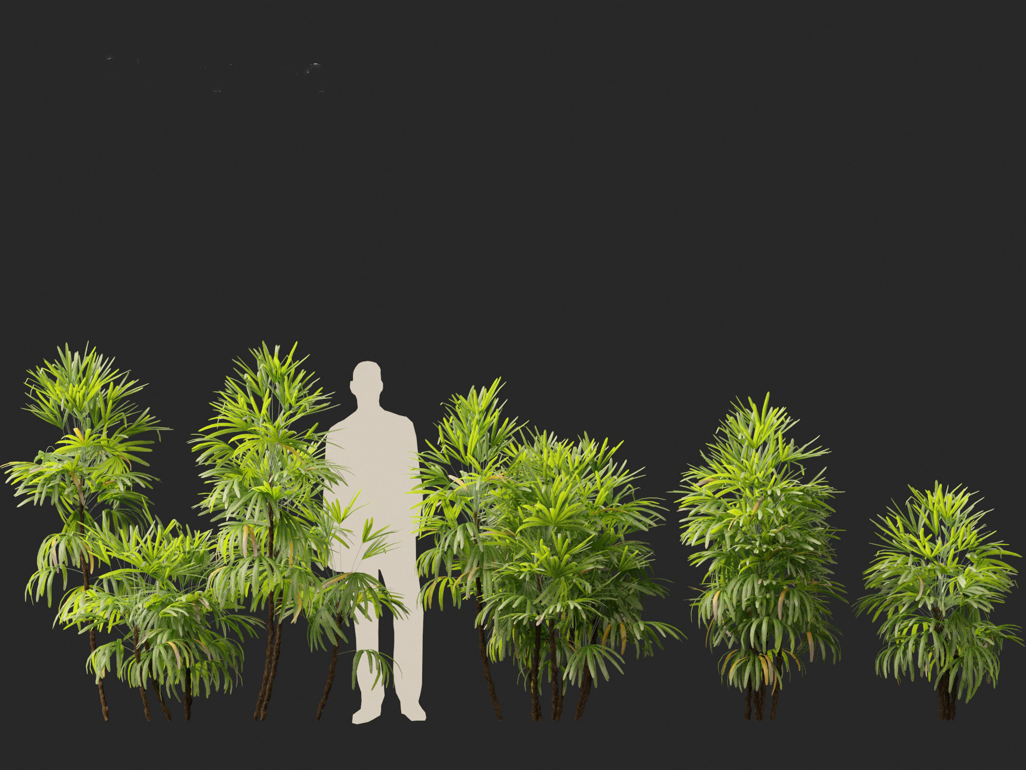 Rhapis excelsa - Lady palm 3D model_3