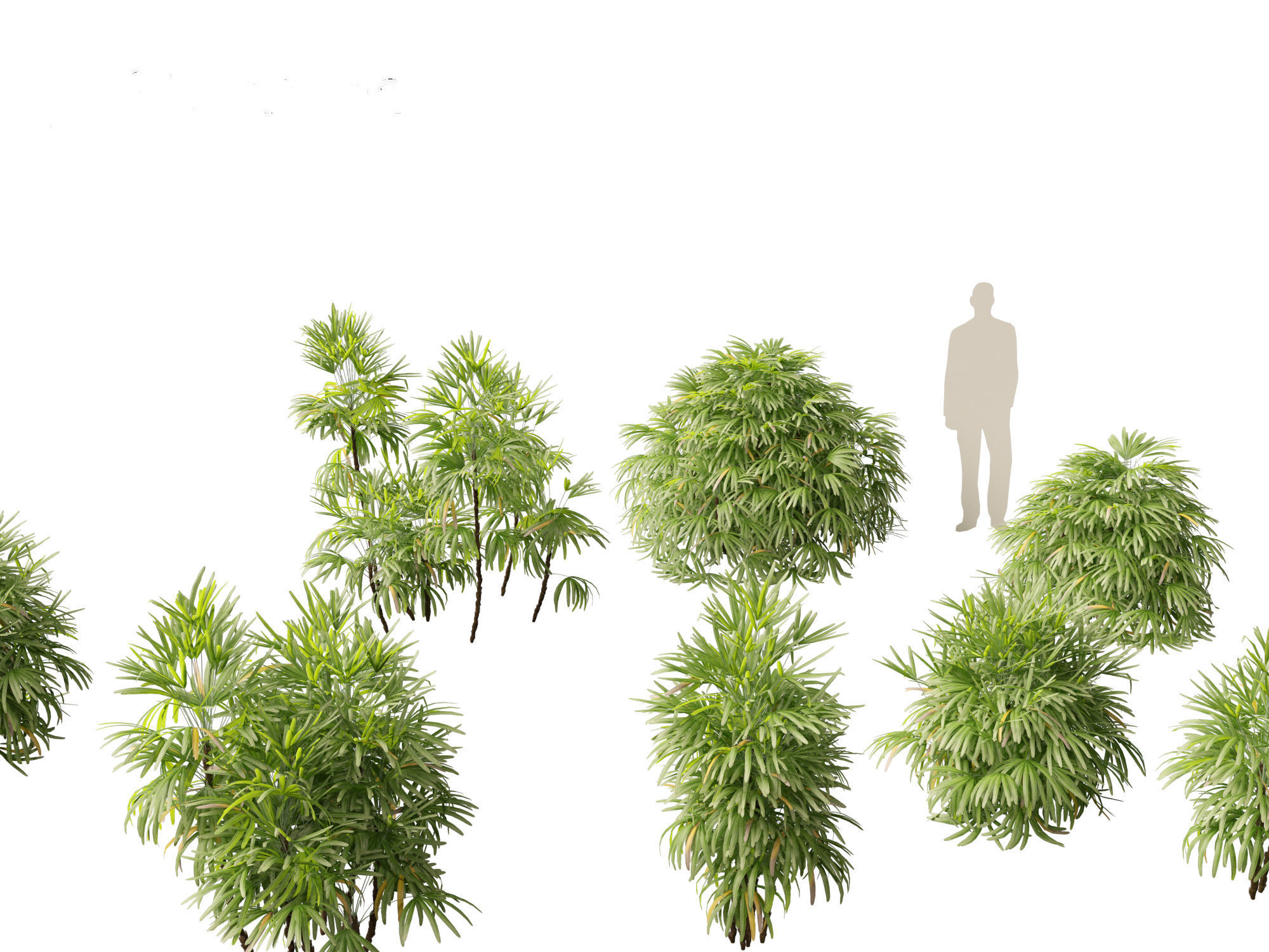 Rhapis excelsa - Lady palm 3D model_6