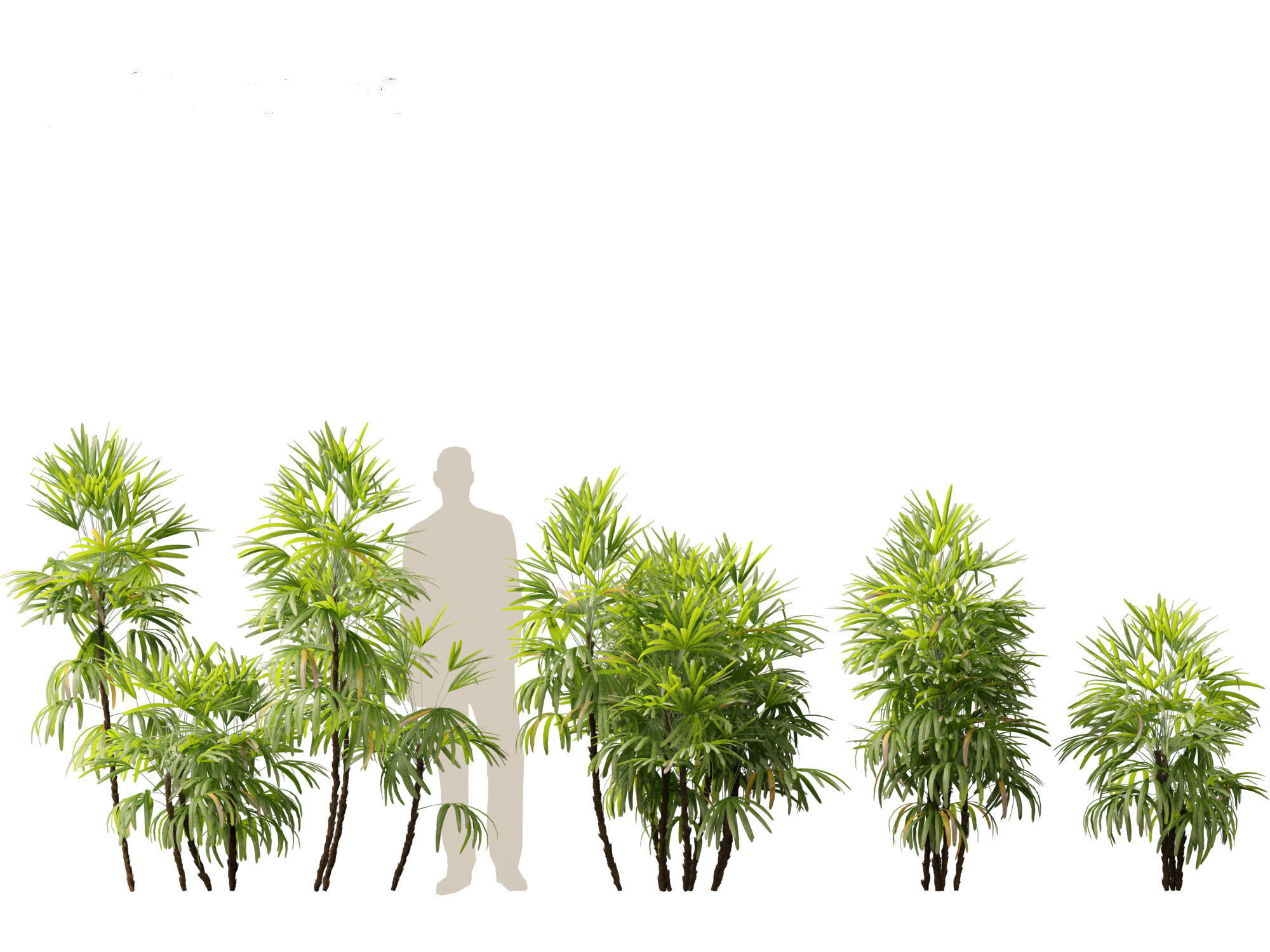 Rhapis excelsa - Lady palm 3D model_2