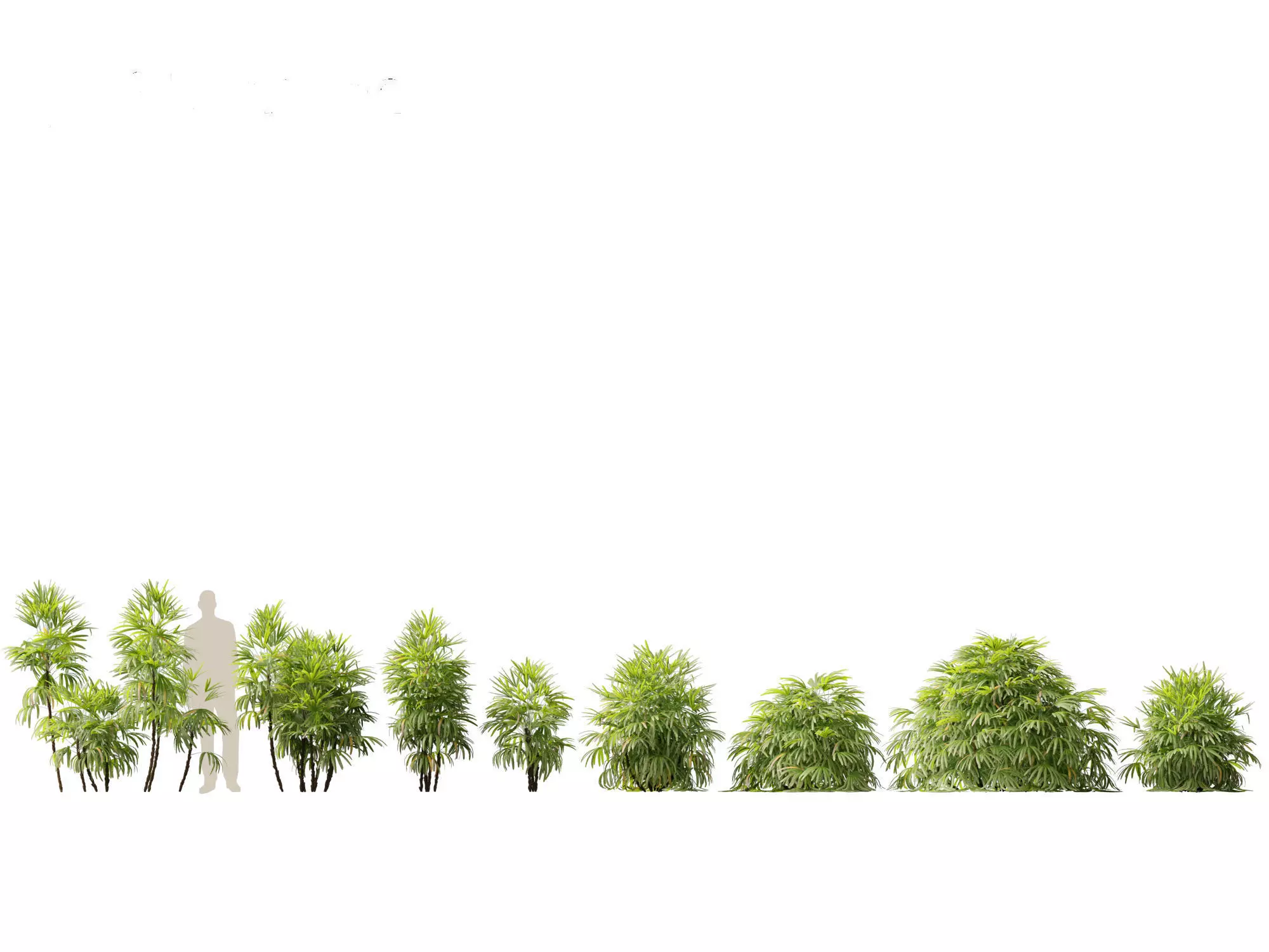 Rhapis excelsa - Lady palm 3D model_0