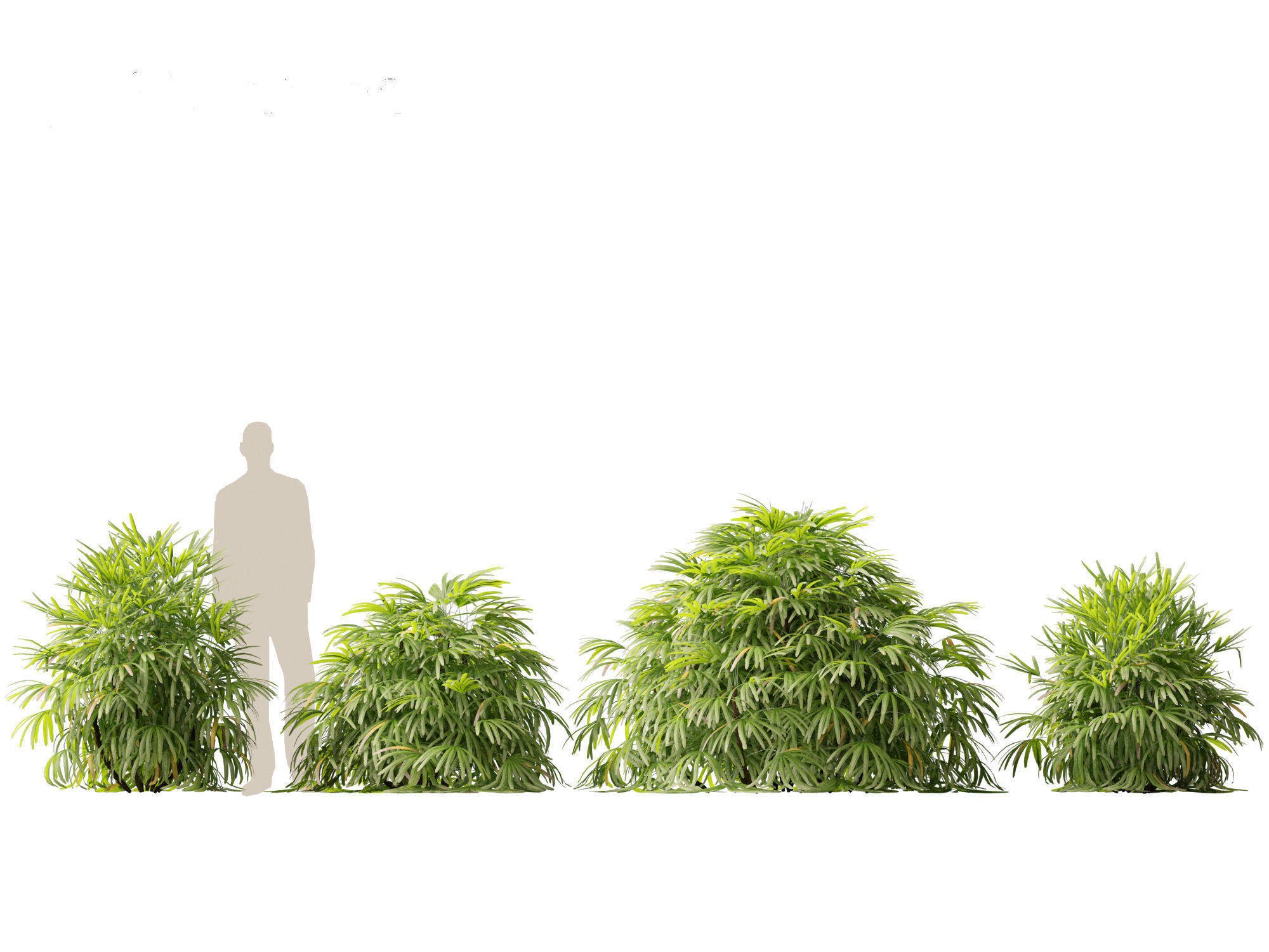 Rhapis excelsa - Lady palm 3D model_4