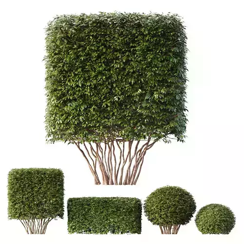 HQ Dwarf Yaupon Holly Spherical Cone Spherical Box hedge 3D model
