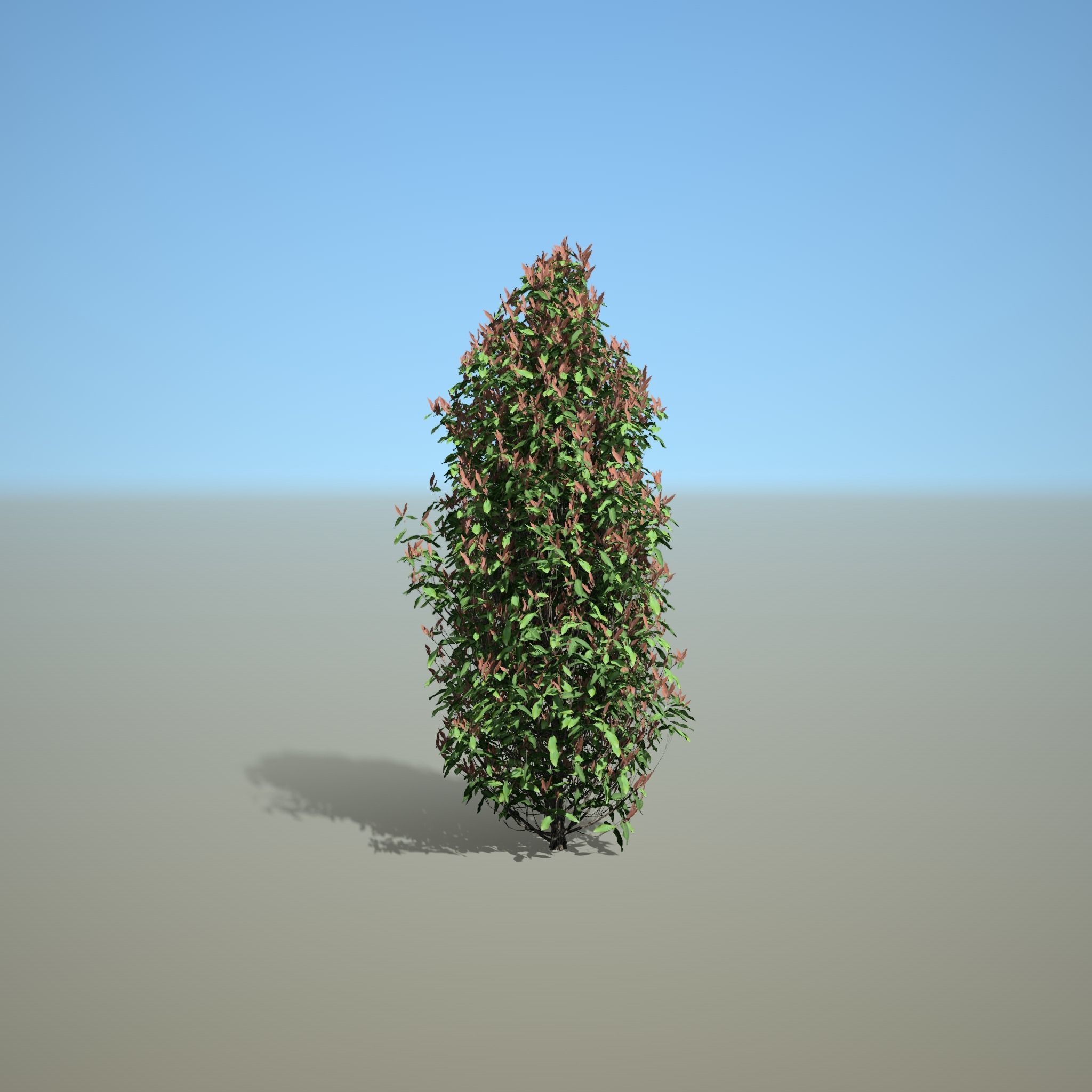 Syzygium oleinum 3D model_1