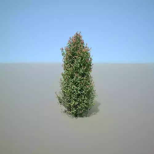 Syzygium oleinum 3D model