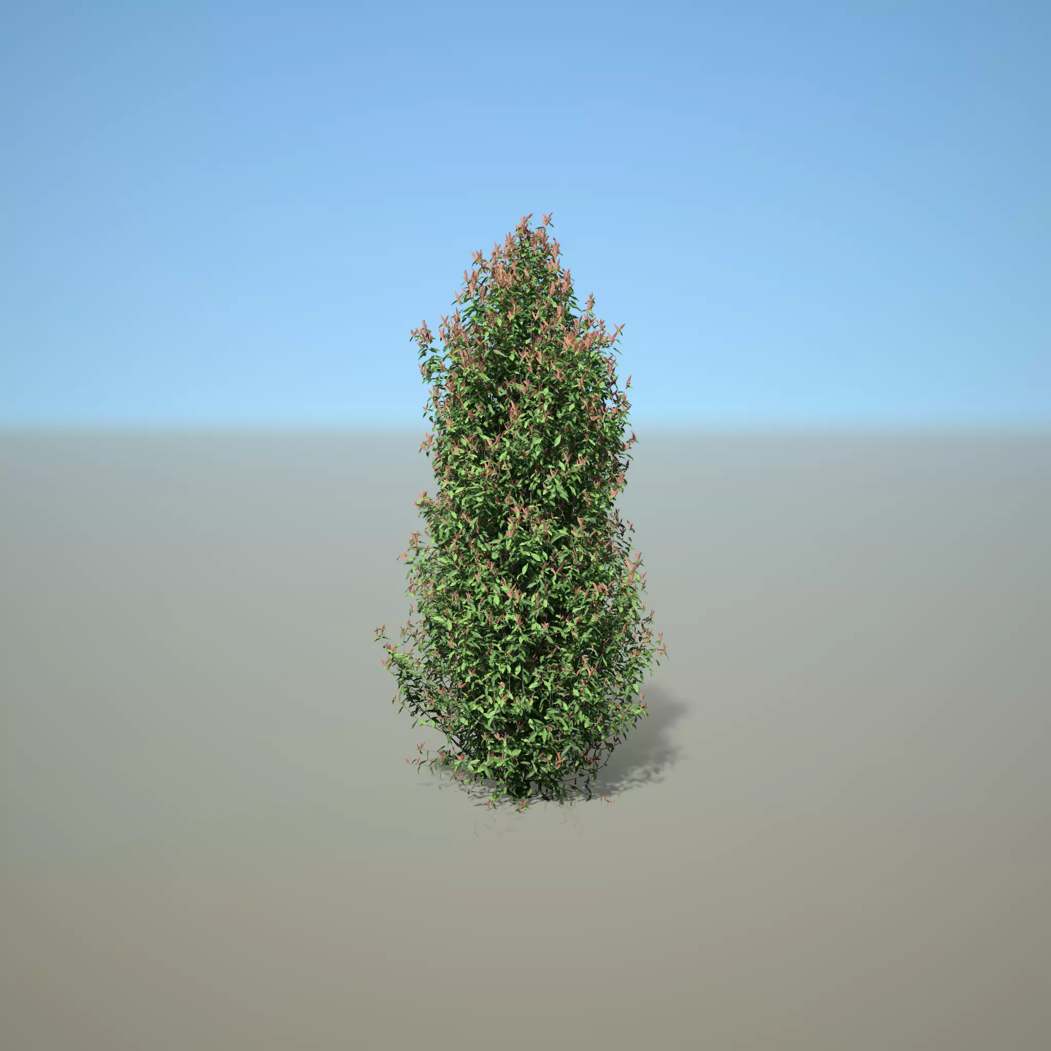 Syzygium oleinum 3D model_0