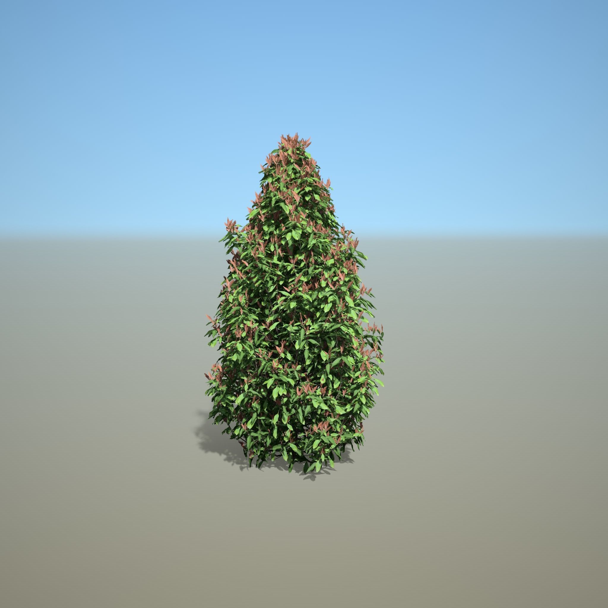 Syzygium oleinum 3D model_3